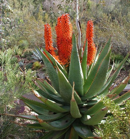 Aloe_ferox_KB.jpg