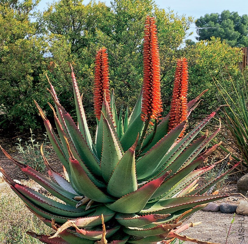 Benefits Of Cape Aloe (Aloe Ferox) For Health (2).jpg