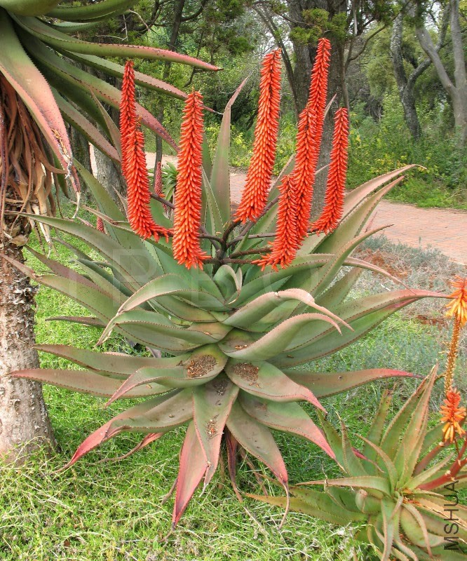 Benefits Of Cape Aloe (Aloe Ferox) For Health (3).jpg