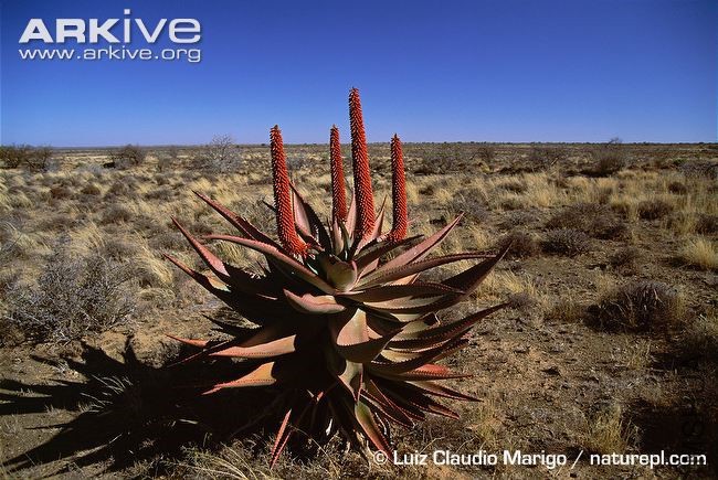 Bitter-aloe-flowering-plant-in-habitat.jpg