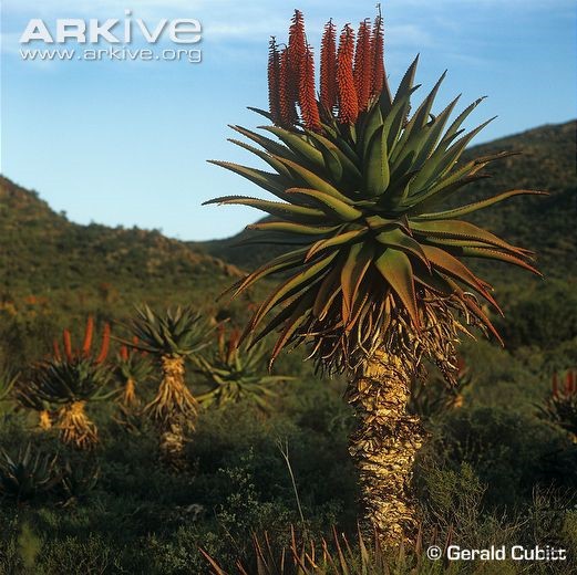 Bitter-aloe-in-fynbos-habitat.jpg