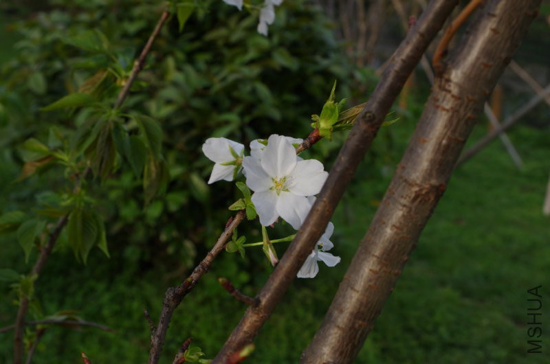 IMGP2177.JPG