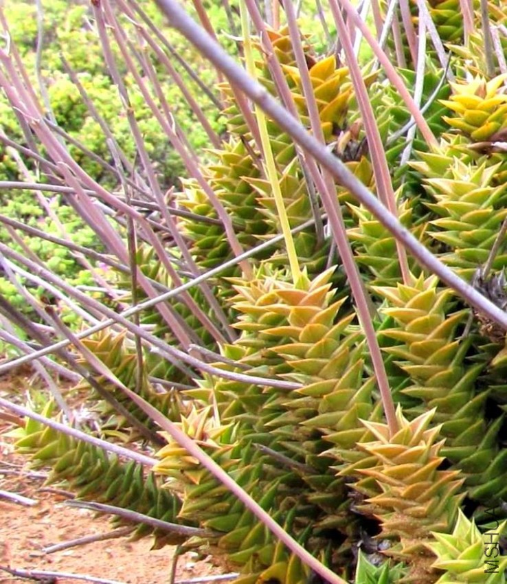 Astroloba_foliolosa_-_South_African_Succulent.jpg