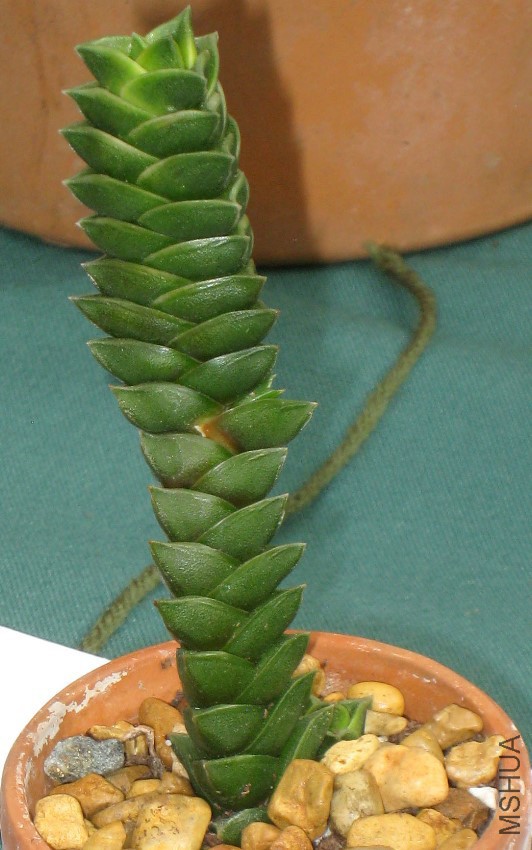 Haworthia_viscosa_variant_or_hybrid_-_Tower_Hill_Botanic_Garden_-_detail.jpg