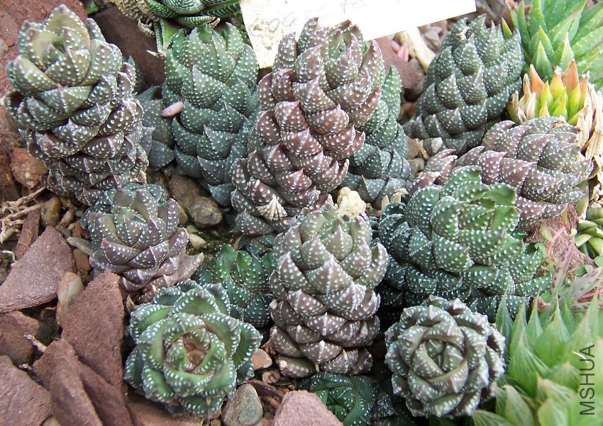 Haworthia_coarctata_CologneUni.jpg