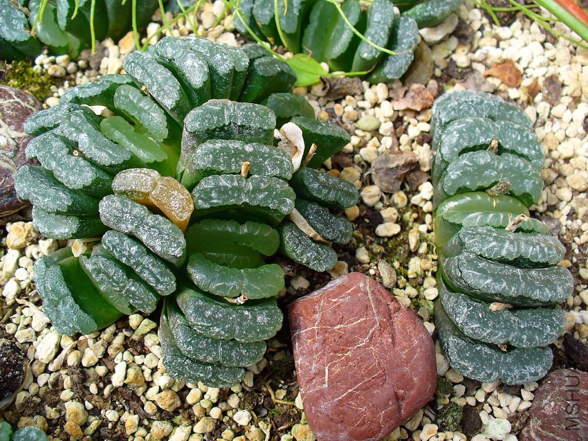 Haworthia_truncata_001.jpg