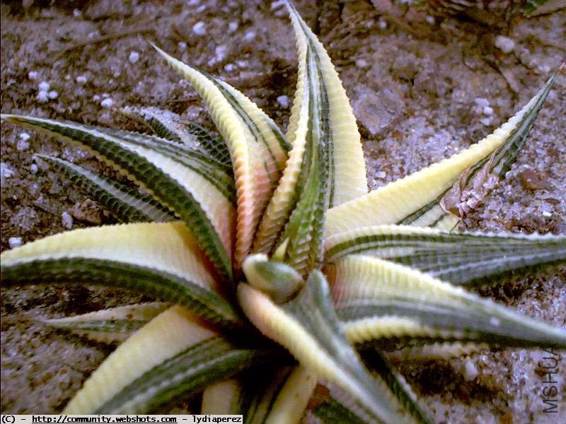 Haworthia-limifolia-f_variegata2.jpg