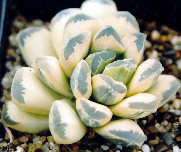 Haworthia-truncata-var-CGS-II.jpg