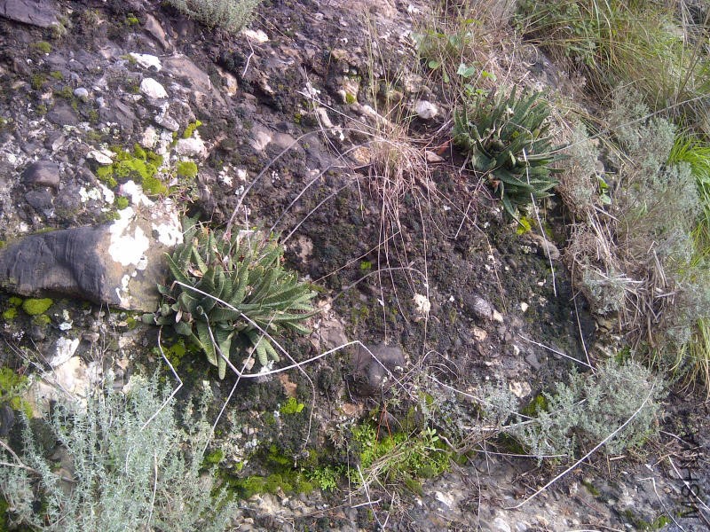 gasteria IMG-20131124-00019.jpg