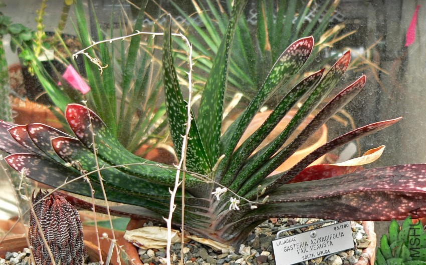 Gasteria_acinacifolia_var_venusta_1.jpg