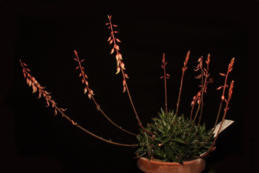 Gasteria_obliqua04.jpg