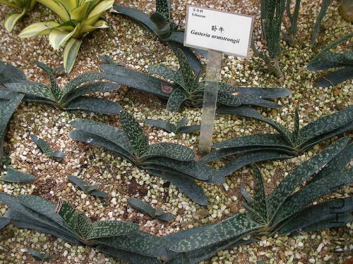 Gasterie-Gasteria-Duval-500x375.jpg