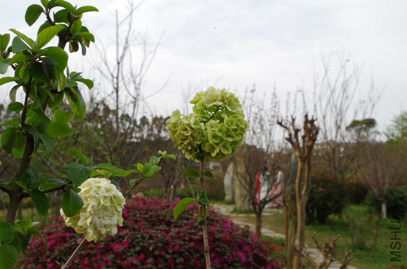 IMGP2172.JPG