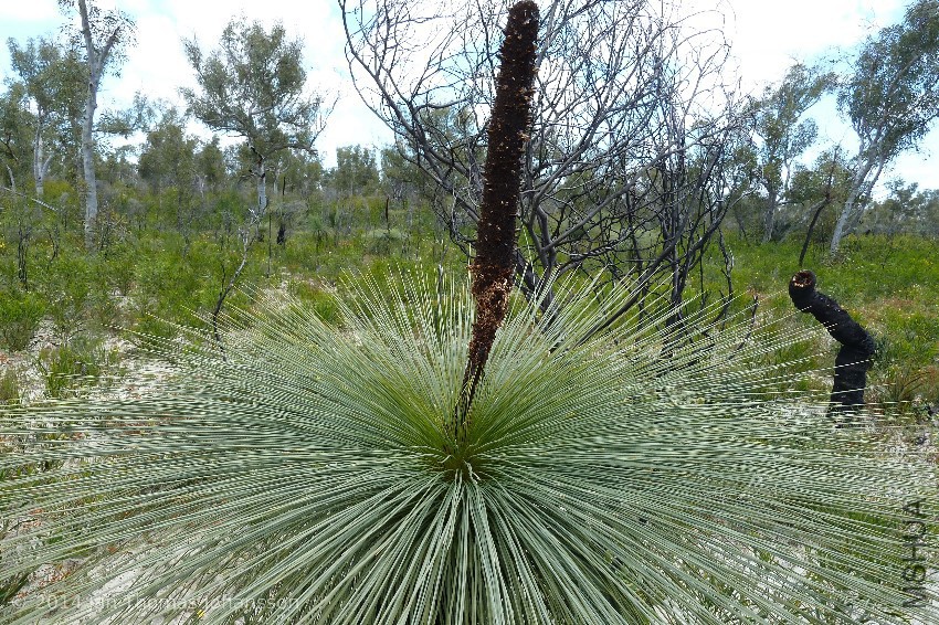 Xanthorrhoea preissii 18 Western Flora Caravan Park, Western Australia 110924 (I.jpg