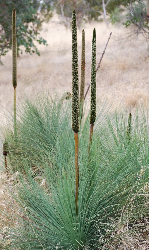 Xanthorrhoea_semiplana_-_Anstey_Hill.jpg