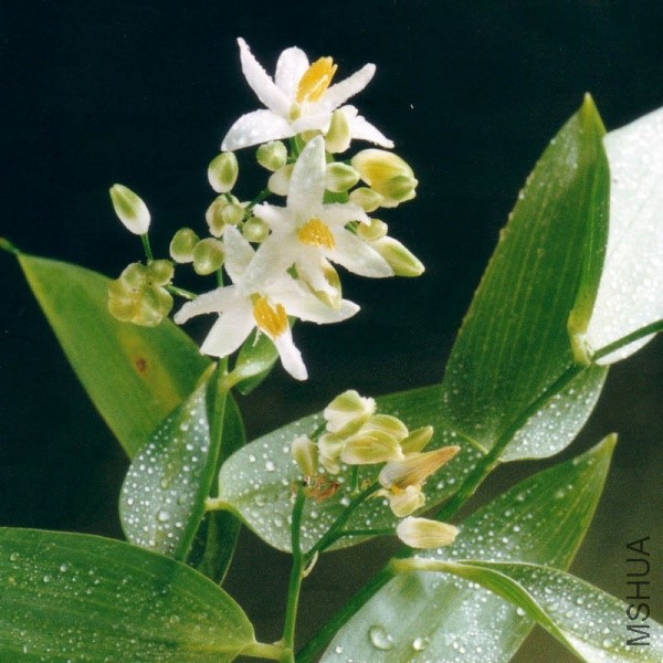 600x600_Geitonoplesium cymosum 3.jpg