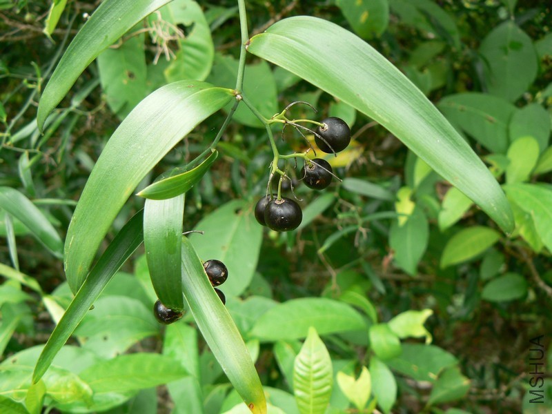 1541747_172190_Geitonoplesium_cymosum_Fruit_CP.jpg