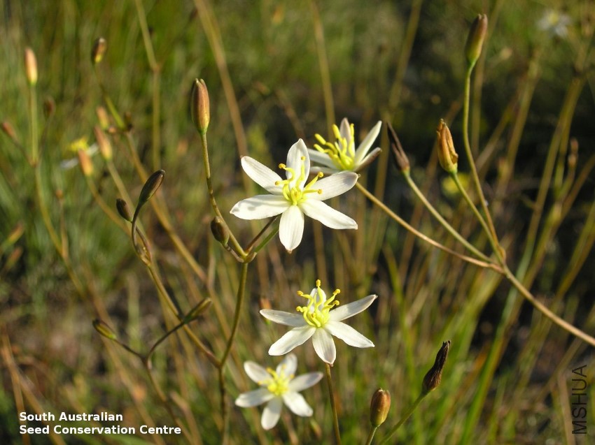 Thelionema caespitosum flower Honans.jpg