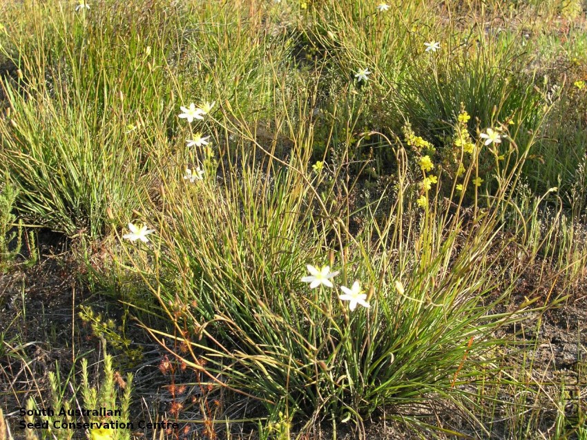 Thelionema caespitosum Honans.jpg