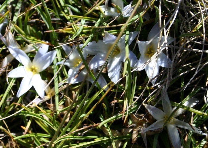 Falls Creek RF Herpolirion novae-zelandiae 5.jpg