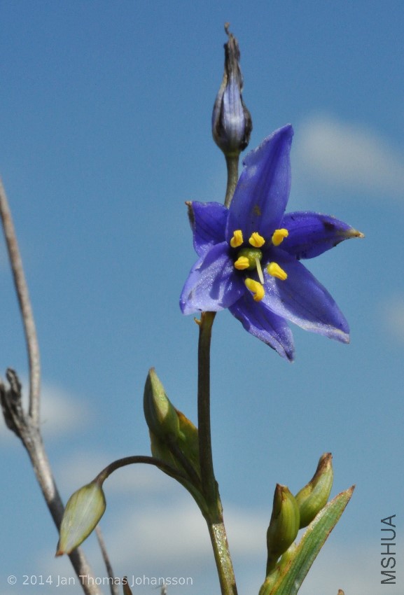 Stypandra glauca 3 W of Wickepin, Western Australia 111006.jpg