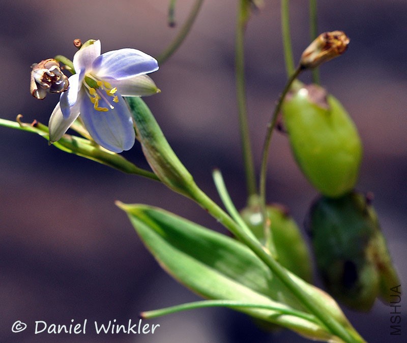 Eccremis coarctata dw mS.jpg