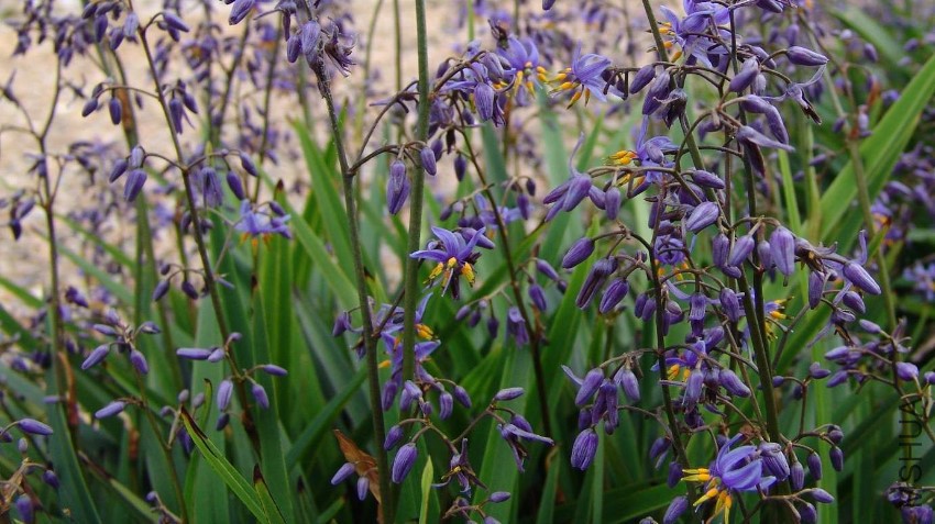 Dianella-caerulea-Little-Jess-1.jpg