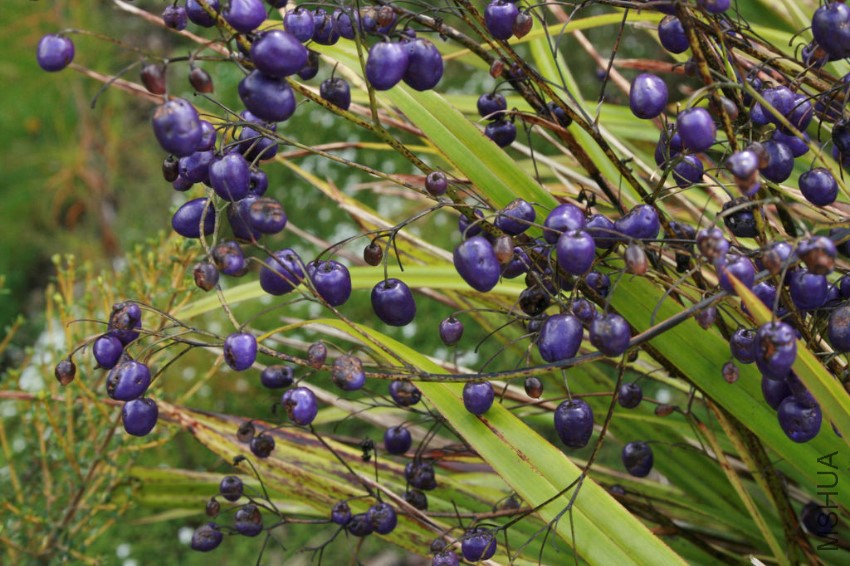 dianella-nigra-1.jpg