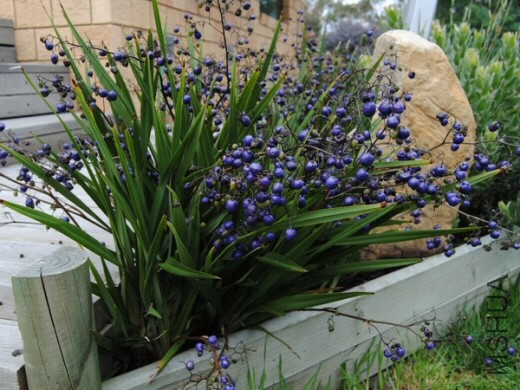 dianella-tasmanica_flax-lily_little-devil_2.jpg