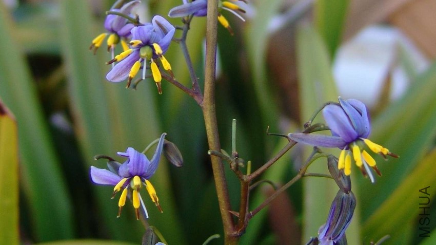 Dianella-tasmanica-Tasred-1.jpg