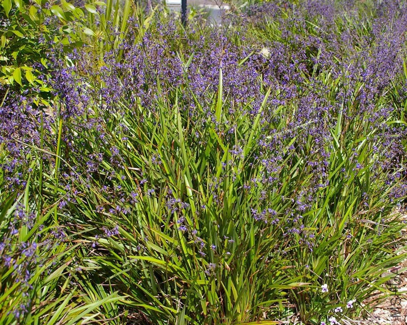 Dianella-Tasmanica-WS.jpg