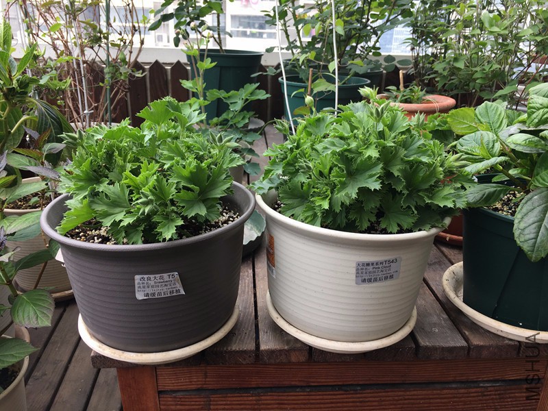 WeChat Image_20170328110141.jpg