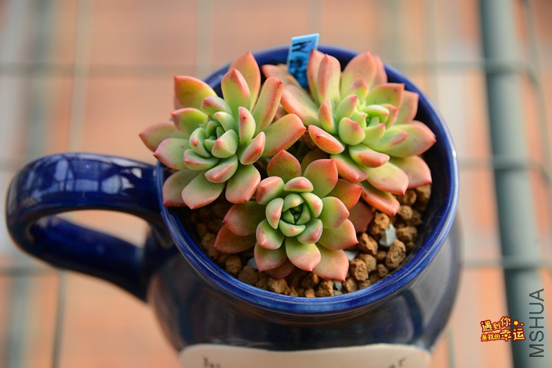 ��Ƭ 597_����.jpg