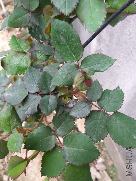 IMG_20170328_122008_resize.jpg