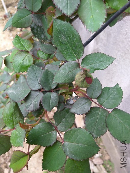 IMG_20170328_122009_resize.jpg