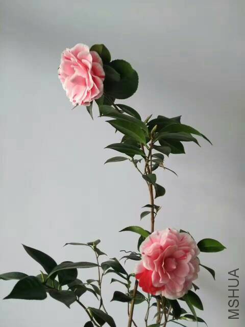 224635ne3ekb939g111z99.jpg