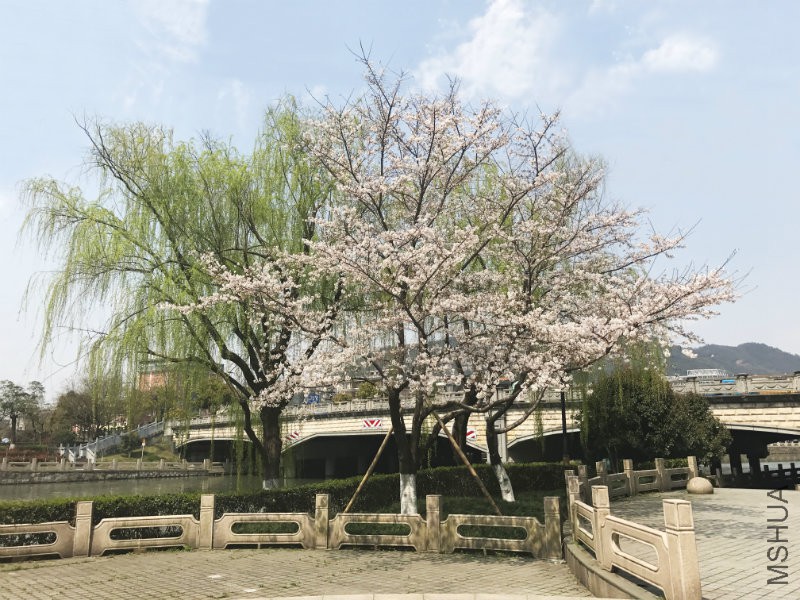 花树1.jpg