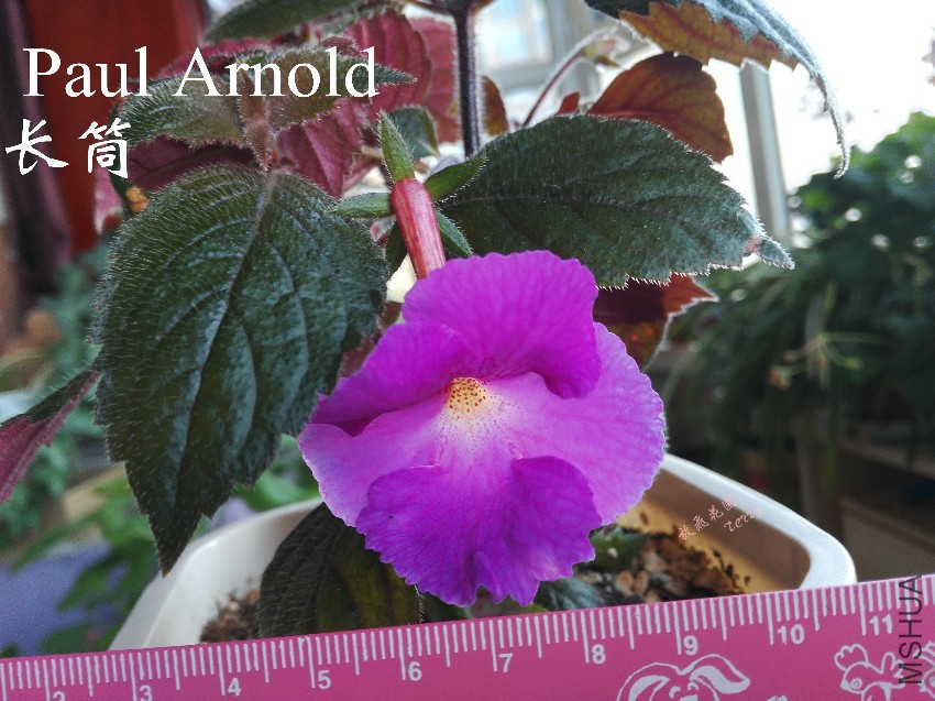 Paul Arnold_����.jpg