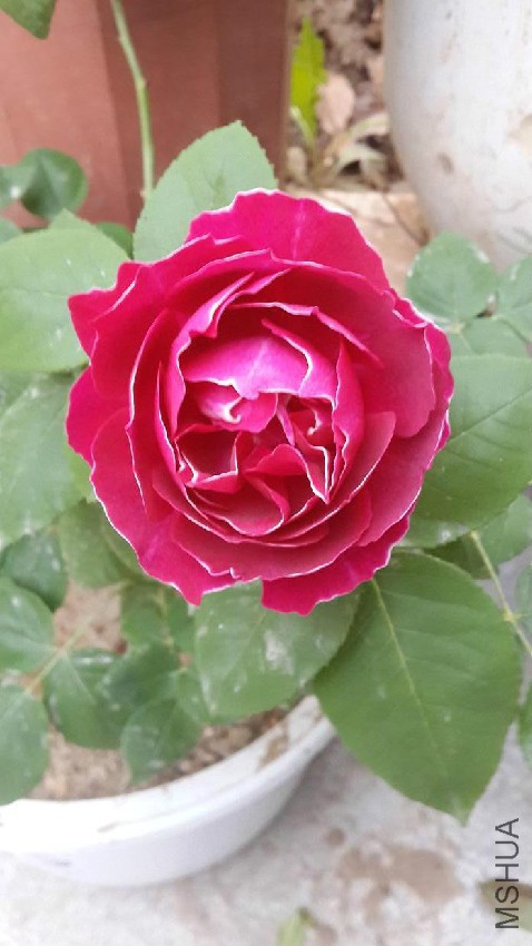 20160429_183651.jpg