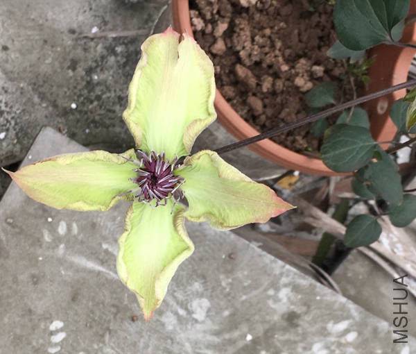 ����֦�������������а�ó�