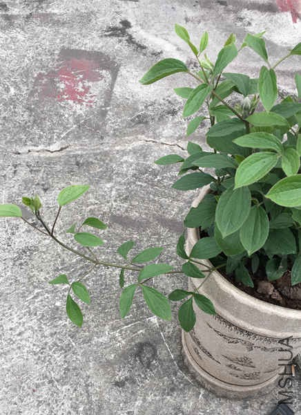 ֱԵ�����Է�չΪ������