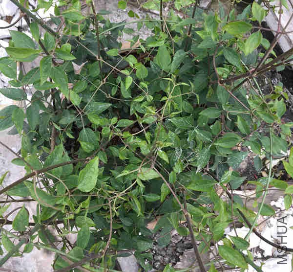 �������ӻ�û����