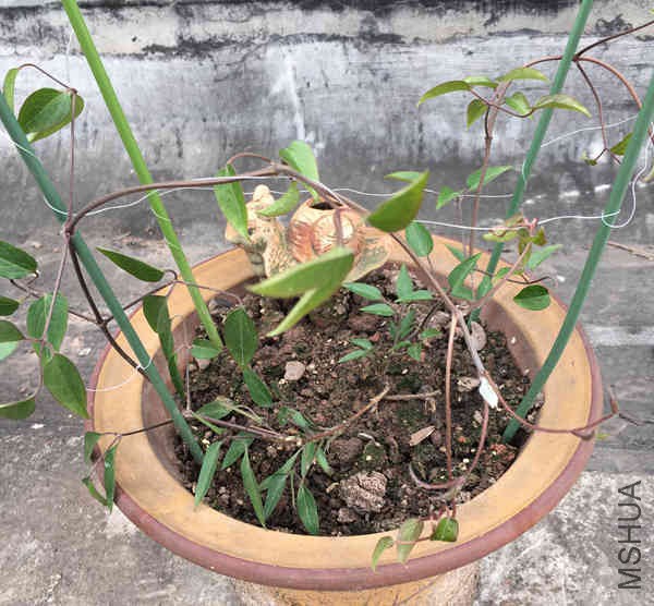 ��������40�����Ժ����ڻָ�Ԫ��