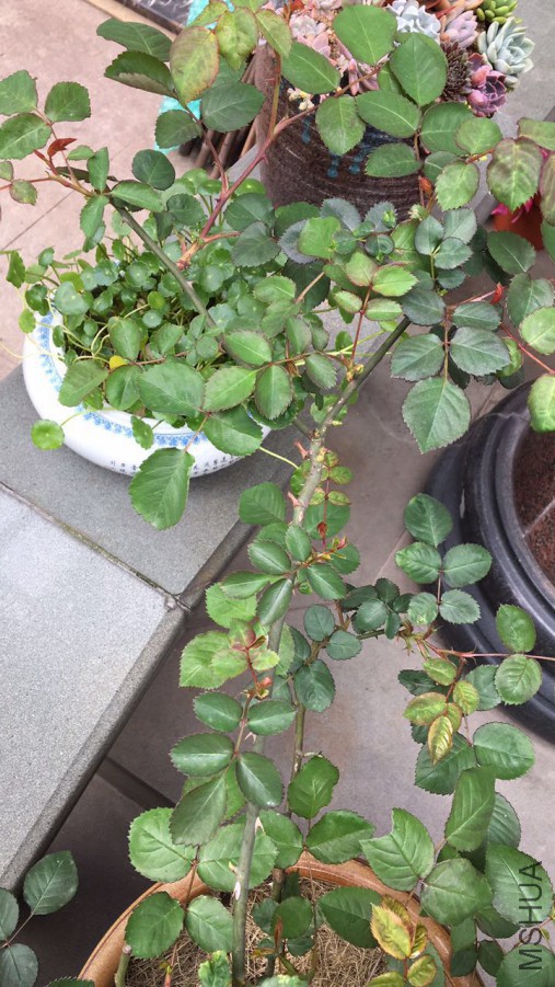 ��α��äѿ��