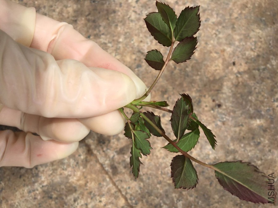 ��ô���ƺ�����äѿ��