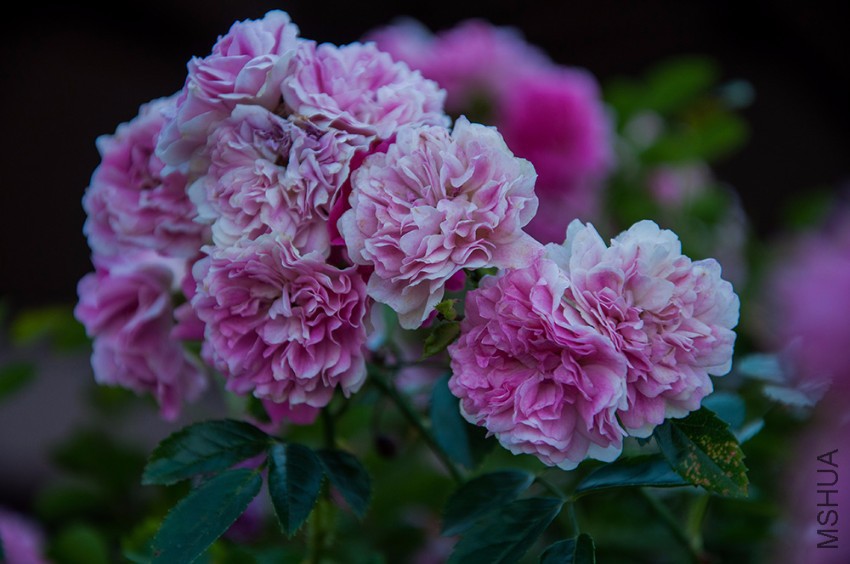 DSC_6062.jpg