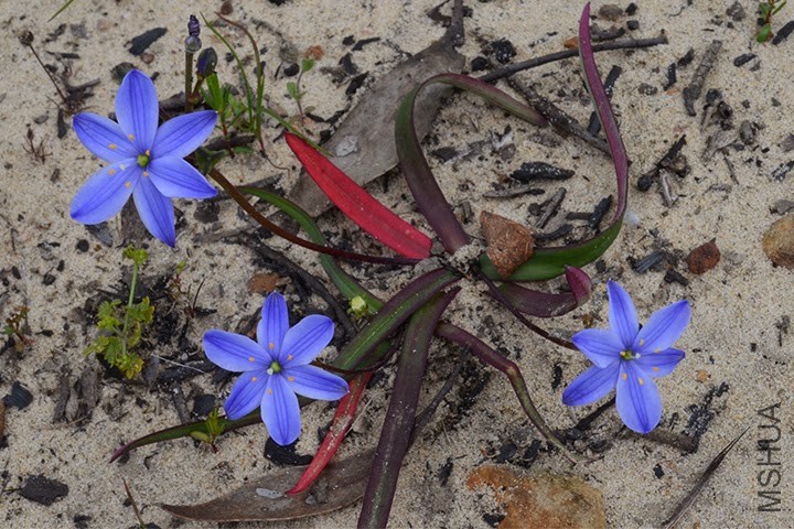 00 WGP_0071 Chamaescilla corymbosa - Blue star sm.jpg