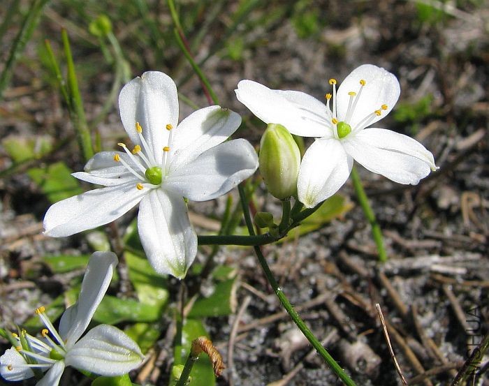 Chamaescilla corymbosa var_ corymbosa  007  Blue Squill.jpg