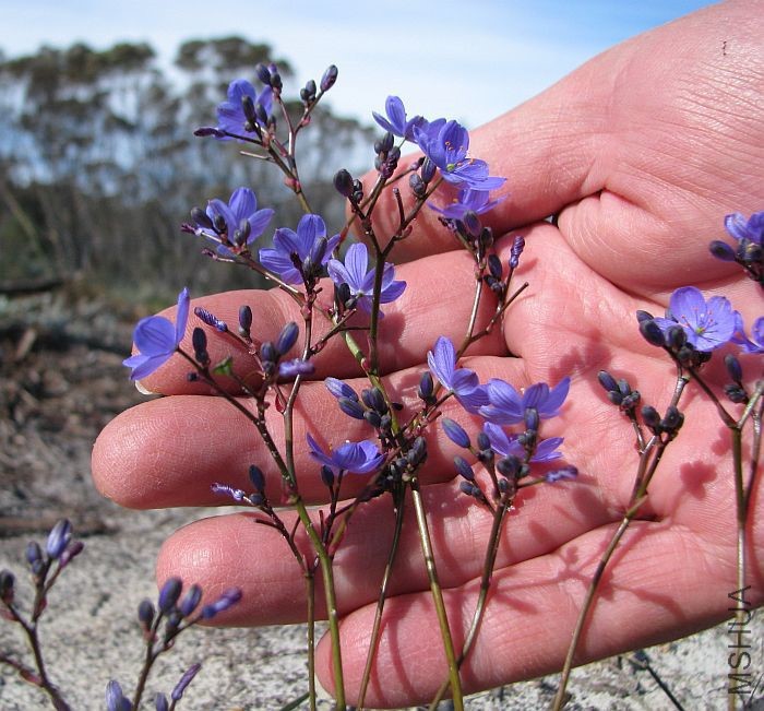 Chamaescilla corymbosa var_ corymbosa  010  Blue Squill.jpg