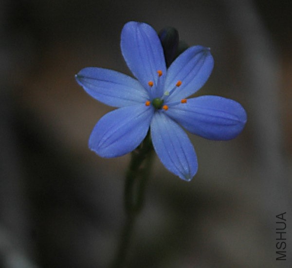 Chamaescilla_corymbosa_Pem_msi.jpg